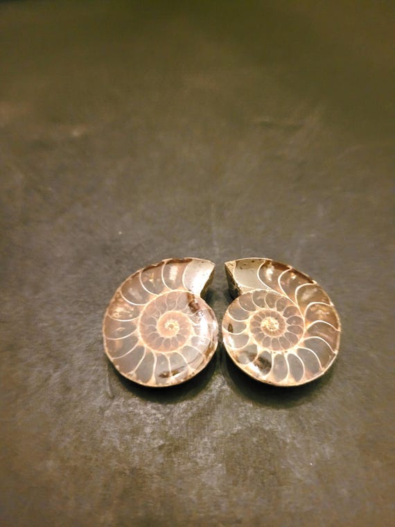 天然のアンモナイトの化石のペア - Etsy 日本