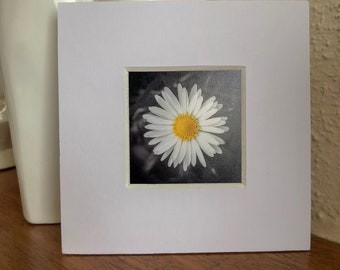 Mini Daisy Fine Art Giclee Print - BlackWhite Mount - Sunshine Gift - Professional Quality