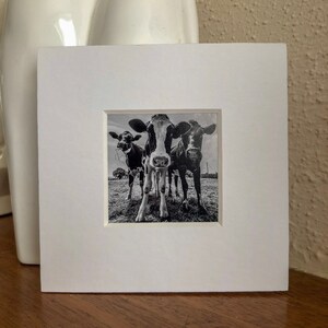 Mini Cow Fine Art Photography Limited Edition Prints - Mini Herd of Cows in Color on Professional Fine Art Paper - Perfect Gift