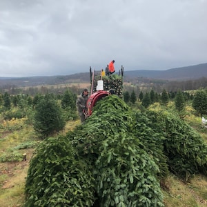 May include: A red machine is used to bundle Christmas trees in a field. The trees are stacked on top of each other and are ready to be transported.