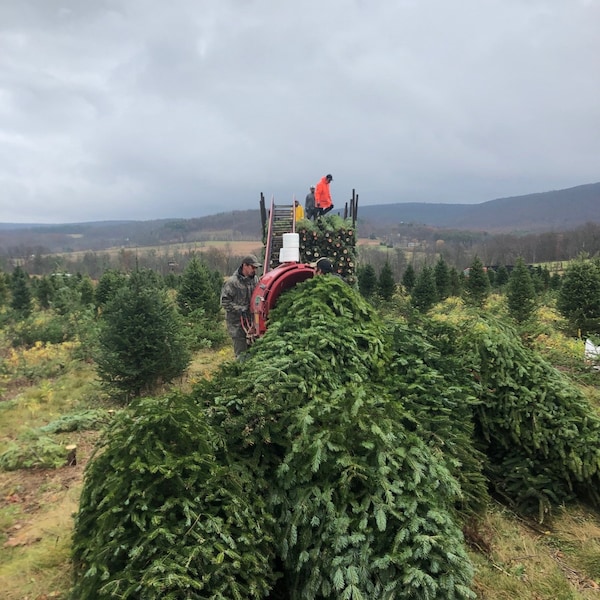 6 Foot Fresh Cut douglas fir REAL Christmas Tree