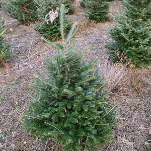 3 Foot Fresh Fraiser Fir Cut REAL Christmas Tree image 2