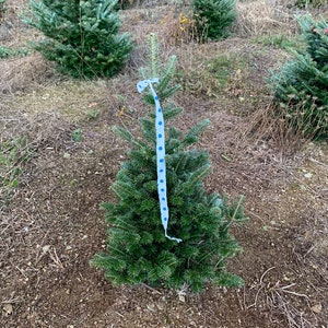 3 Foot Fresh Fraiser Fir Cut REAL Christmas Tree image 1