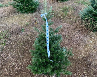 3 Foot Fresh Fraiser Fir Cut REAL Christmas Tree