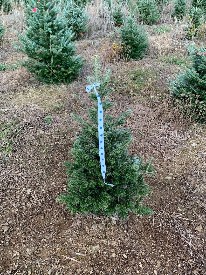 3 Foot Fresh Fraiser Fir Cut REAL Christmas Tree image 1