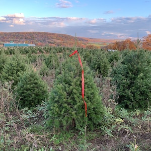 5 Foot DOUGLAS FIR Fresh Cut REAL Christmas tree