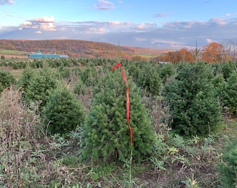 5 Foot DOUGLAS FIR Fresh Cut REAL Christmas tree