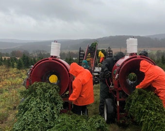 5 Foot Fresh Cut REAL Christmas tree