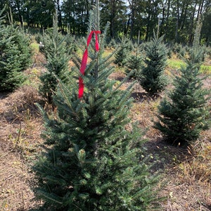 6 Foot Fraiser fir Fresh Cut REAL Christmas tree