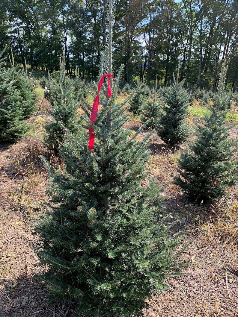 4 Foot Fresh Cut REAL Christmas tree