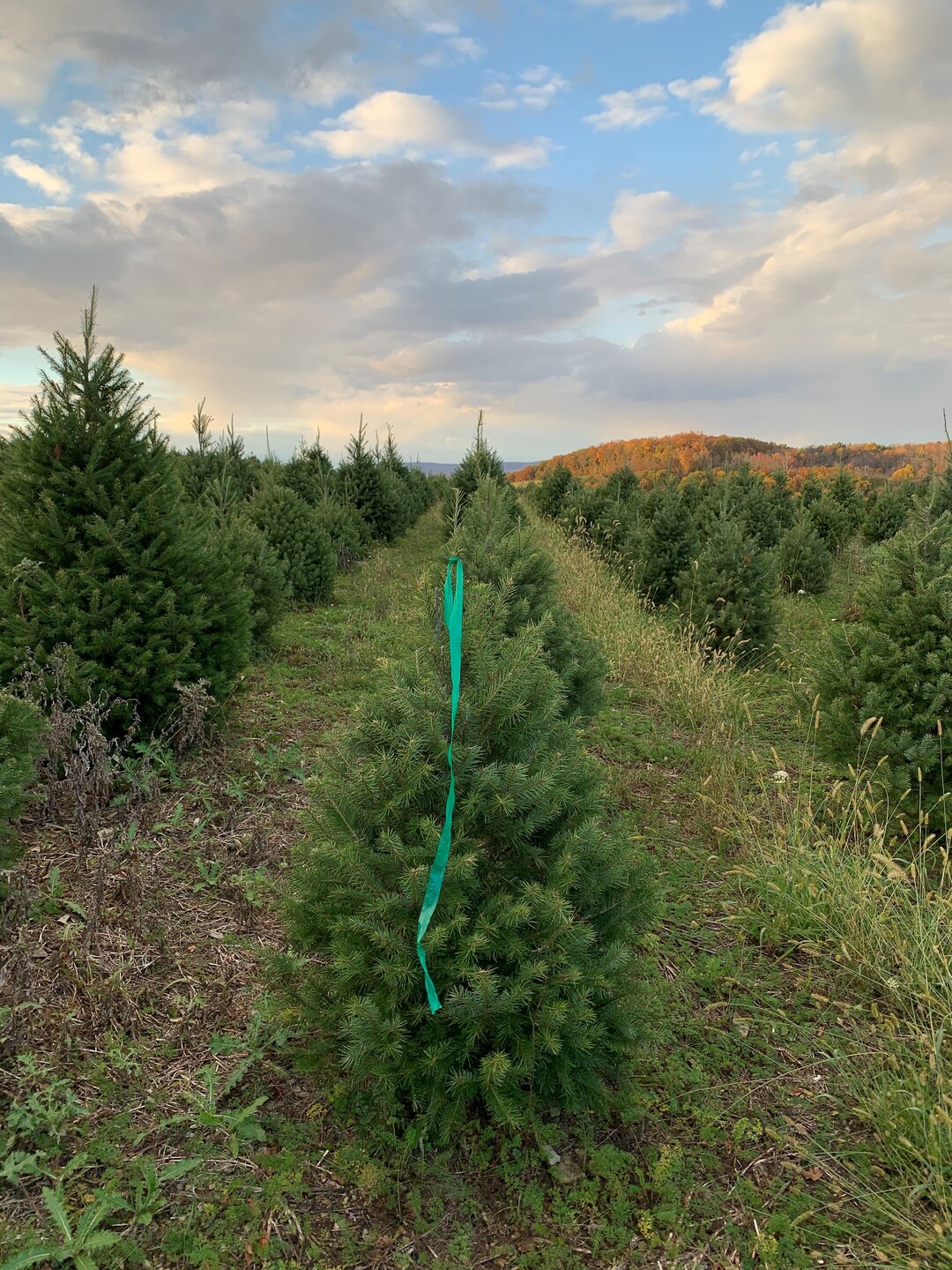 4 Foot Fresh Cut DOUGLAS FIR REAL Christmas Tree Etsy