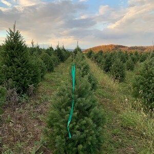 4 Foot Fresh Cut DOUGLAS FIR REAL Christmas Tree
