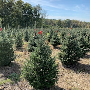 3 Foot Fresh Fraiser Fir Cut REAL Christmas Tree image 5