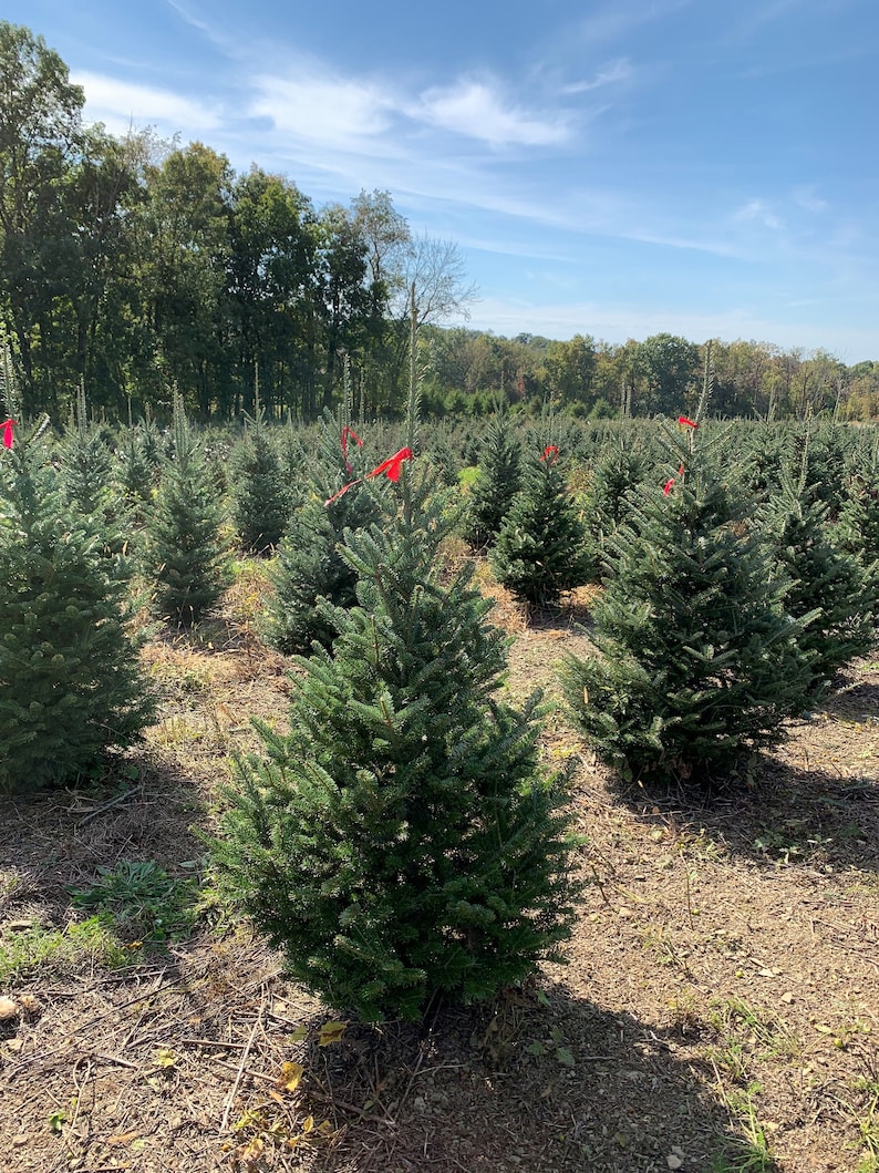 3 Foot Fresh Fraiser Fir Cut REAL Christmas Tree image 5