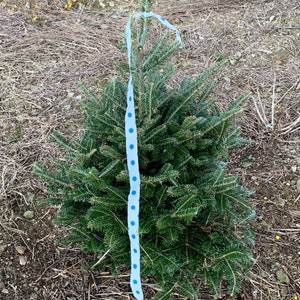 3 Foot Fresh Fraiser Fir Cut REAL Christmas Tree image 3