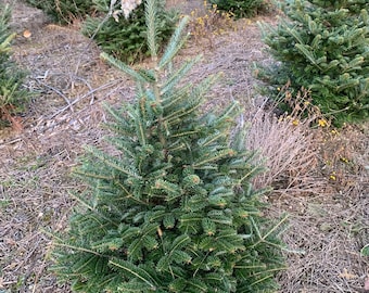 3 Foot Fresh Cut REAL Christmas tree