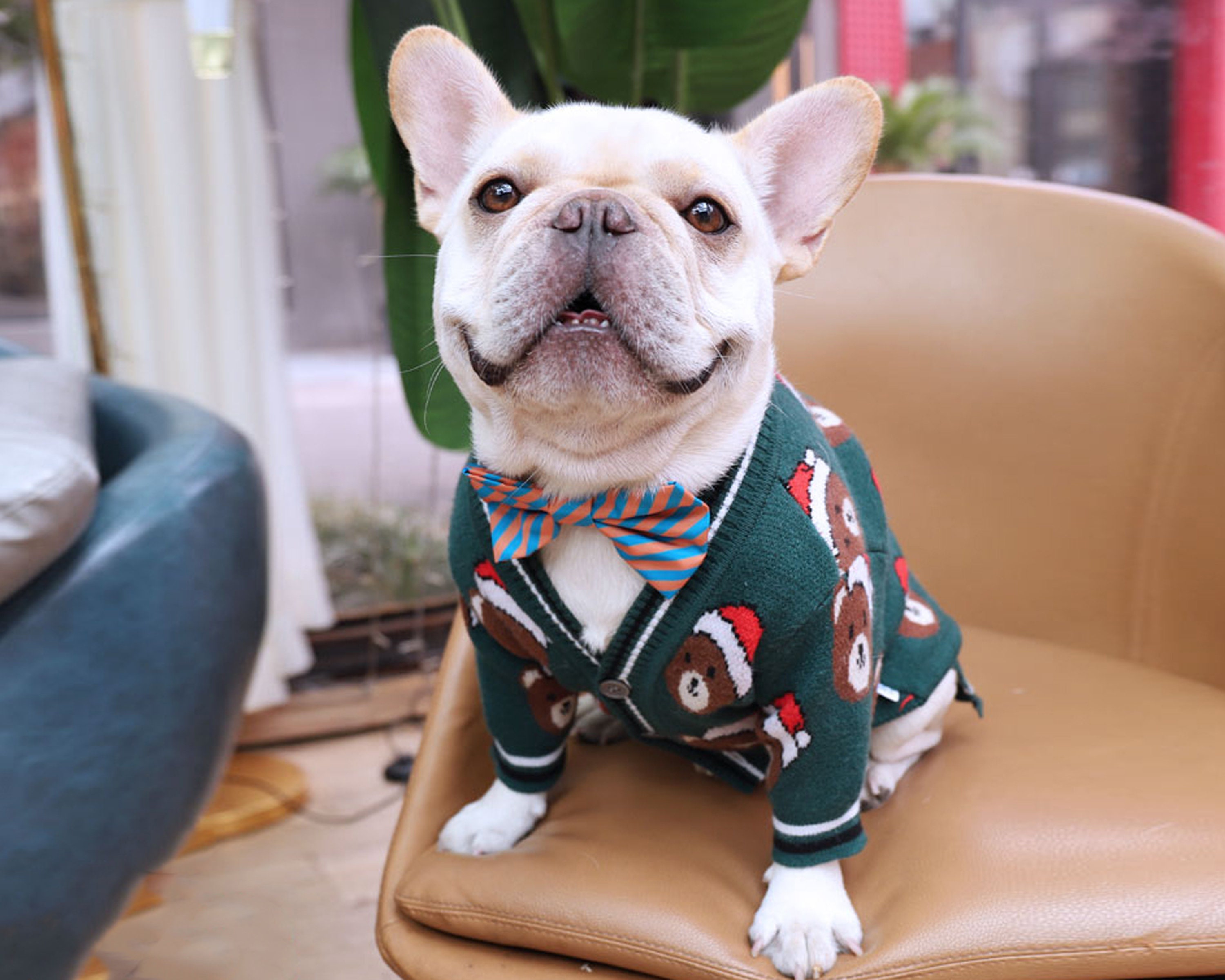 large dog xmas costumes