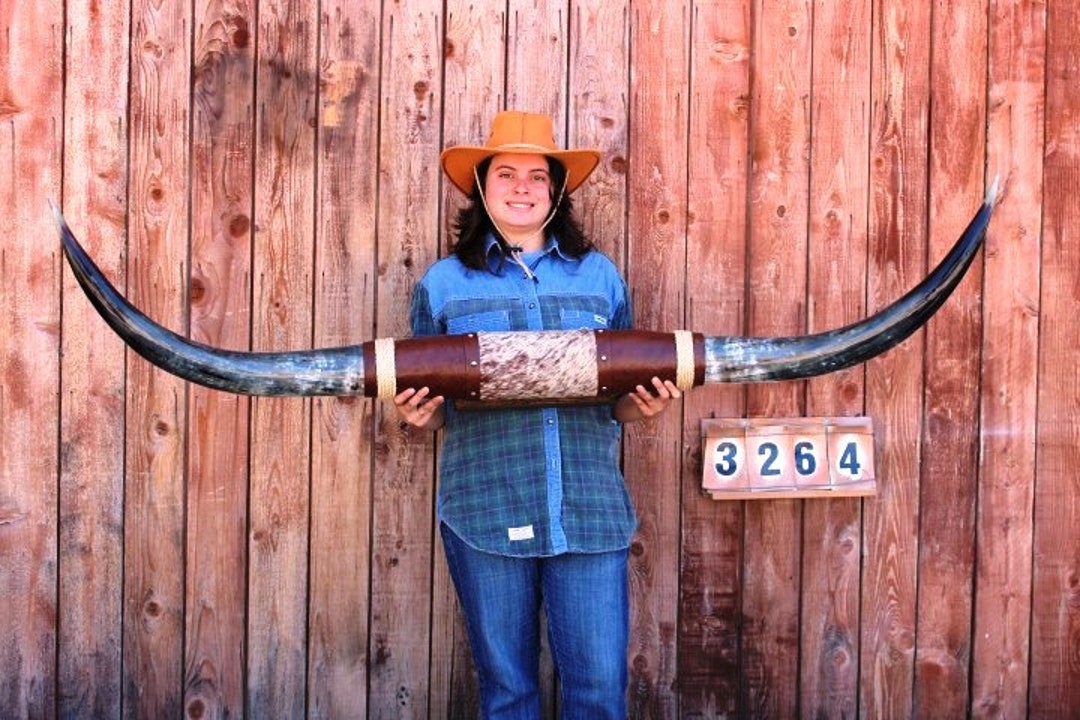 Mounted Longhorn ART Western Decor No Skull Steer Polished Etsy