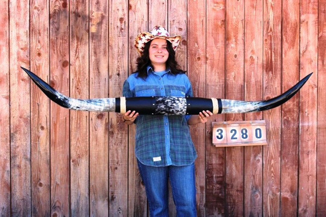 Mounted Longhorn ART Western Decor No Skull Steer Polished Horns 5' 9