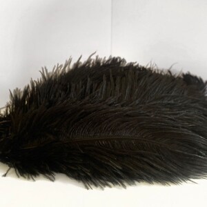 Puede incluir: Un conjunto de plumas negras, probablemente de avestruz, dispuestas en un mont&oacute;n. Las plumas tienen una textura suave y esponjosa y un color negro intenso y s&oacute;lido. Fondo blanco.