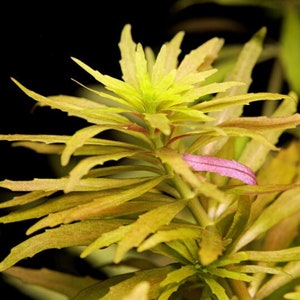 3 stems limnophila aromatica MINI live aquarium plants free s/h live aquatic plants