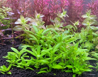 5 stems of Staurogyne repens, live aquarium plants with no snails