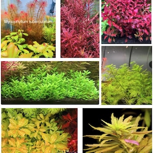 8 stems Live Aquarium Plants - Plant bundle