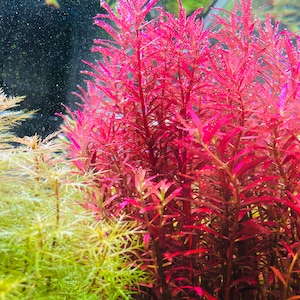 May include: A close-up of a vibrant red aquatic plant with green foliage in the background. The plant has a delicate, feathery texture and is growing in a clear water tank.