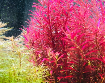 4 stems of Rotala Blood Red SG  Live Aquarium Plant + no snails