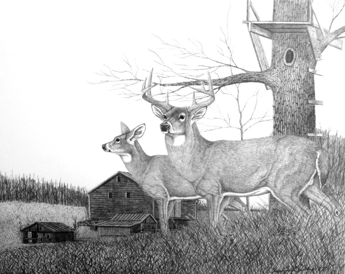 Deer Print Local Artist Pencil Drawing of Deer Deer - Etsy Denmark Deer Print Local Artist Pencil Drawing of Deer Deer - Etsy Denmark