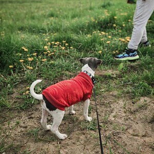 Może przedstawiać: Mały, biały i szary pies w czerwonym swetrze jest na smyczy i patrzy w prawo na obrazek. Pies stoi na trawiastym polu.