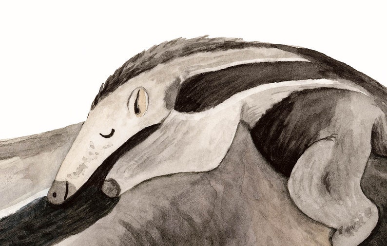 May include: A watercolor painting of a gray and black anteater with a long snout and a closed eye. The anteater is curled up on its side, with its tail tucked under its body.
