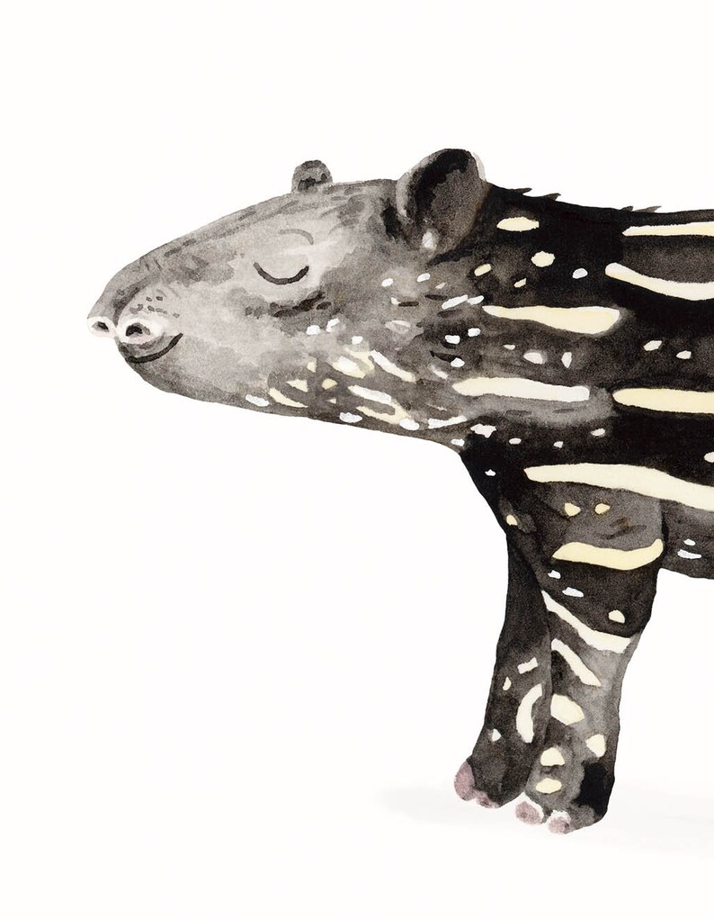 May include: Watercolor painting of a black and white striped tapir with its eyes closed. The tapir is standing on a white background.