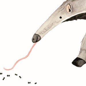 May include: A watercolor illustration of an anteater with a long, pink tongue reaching out to a group of black ants. The anteater is gray with a black nose and black feet.