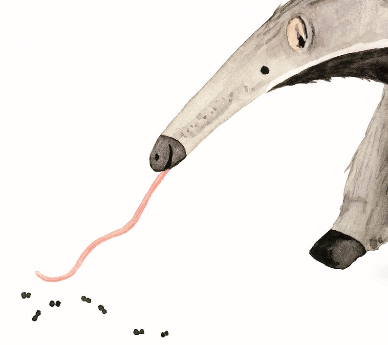 May include: A watercolor illustration of an anteater with a long, pink tongue reaching out to a group of black ants. The anteater is gray with a black nose and black feet.