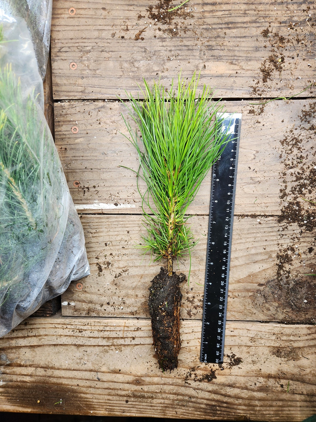Ponderosa Pine Tree Seedling Bare Root 68 Etsy UK