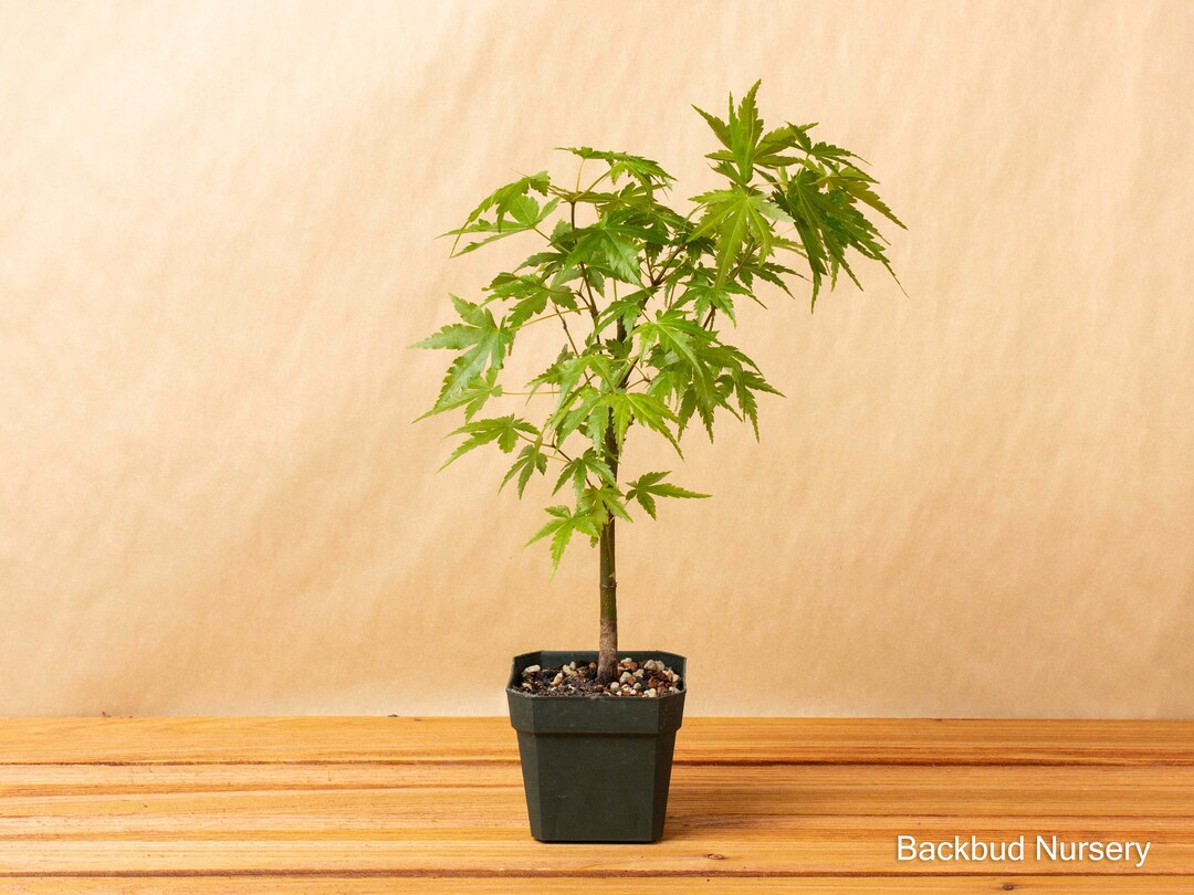 Japanese Maple Prebonsai Etsy