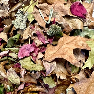 May include: A pile of dried leaves in various shades of brown, green, and purple. The leaves are mostly oak leaves, with some maple leaves and other unidentified leaves mixed in.