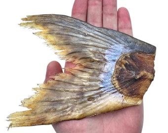 May include: Dried fish tail with a light brown and tan color. The tail has a blue iridescent sheen. The tail is held in a hand for size reference.