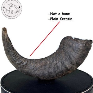 Long Lasting Luxury Dog Treat 100% Natural Lamb Horn Made in Iceland UK Seller Natural ToothBrushing Reduce Tartar and Plaque Build Up