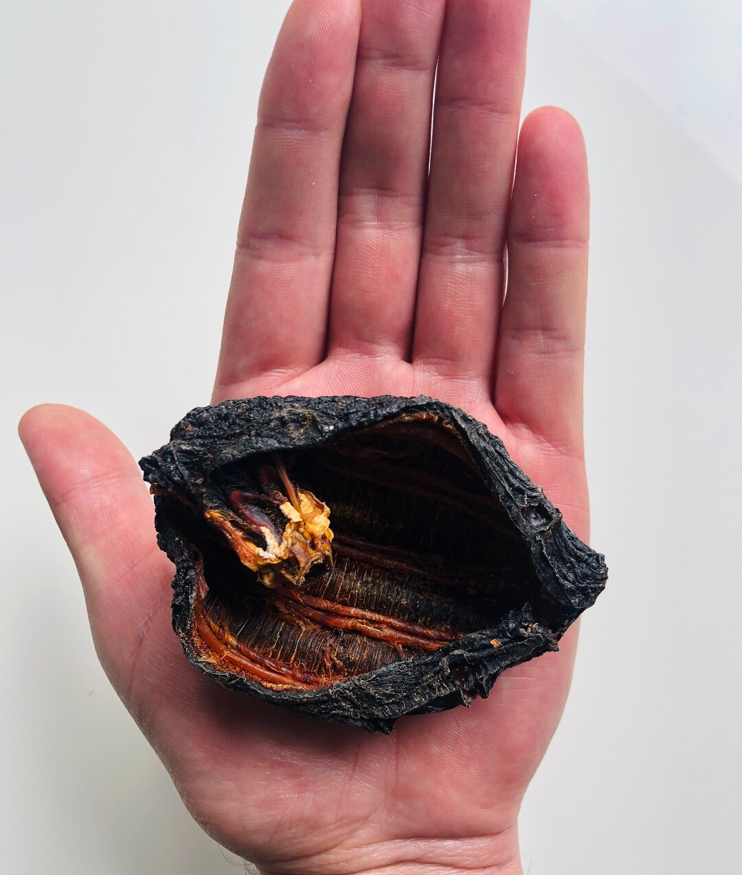 100 Organic Dried ICELANDIC Sea Cucumbers Authentic Product, 18 Types