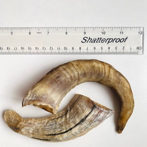 2 X Small Lamb Horn 100 Natural 100 Edible And Fully Digestible Dog-Puppy Treat Long Lasting Chew