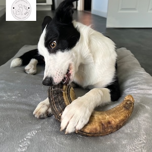 2 x Luxury Long Lasting Dog Treat 6&quot; Lamb Horn 100% Natural Pure Icelandic UK Seller