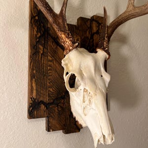 Rustic European mount holder / rough sawn European mount plaque / deer antler plaque / deer skull holder