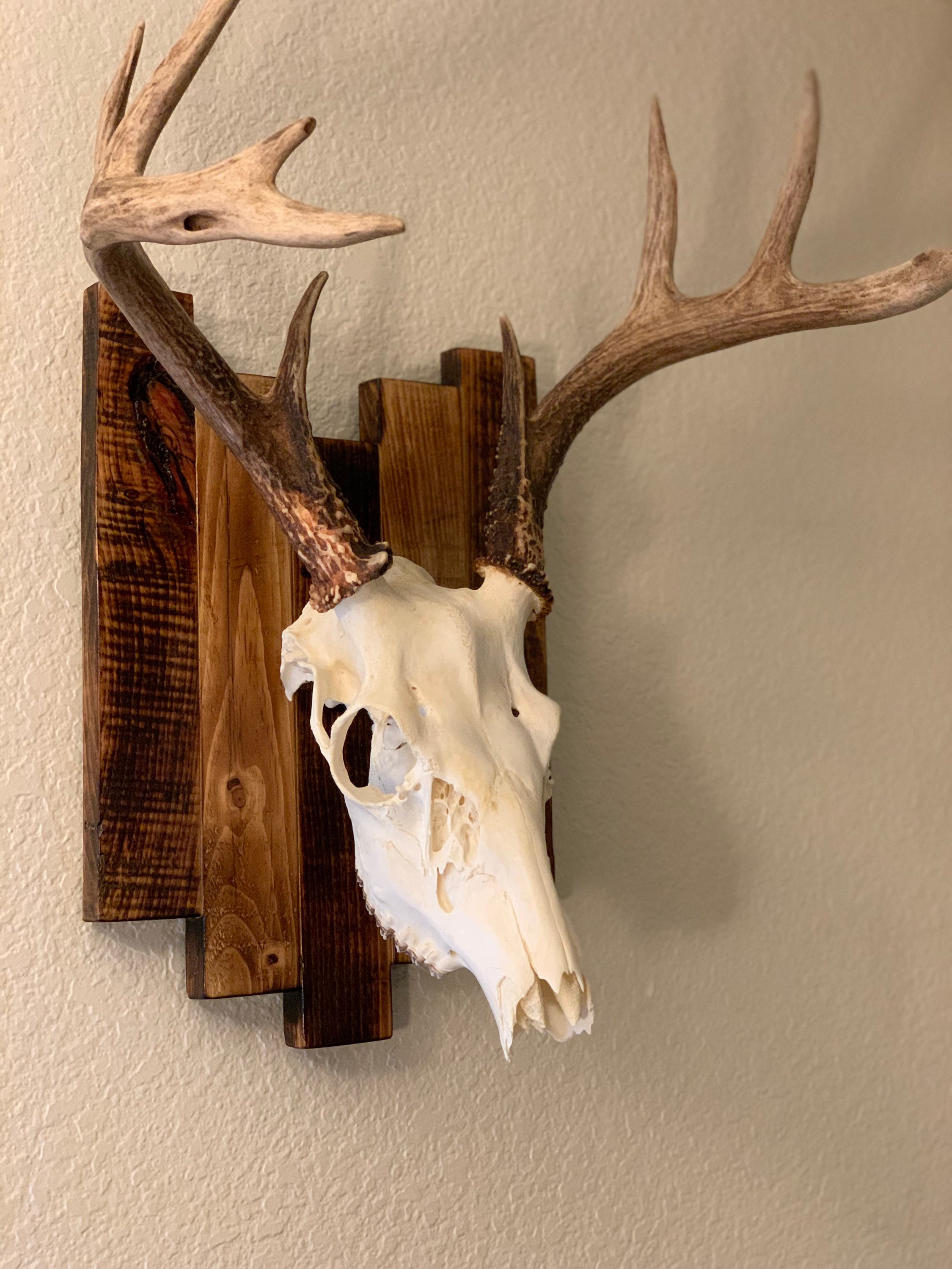 Buy European Mount Plaque Online - Etsy