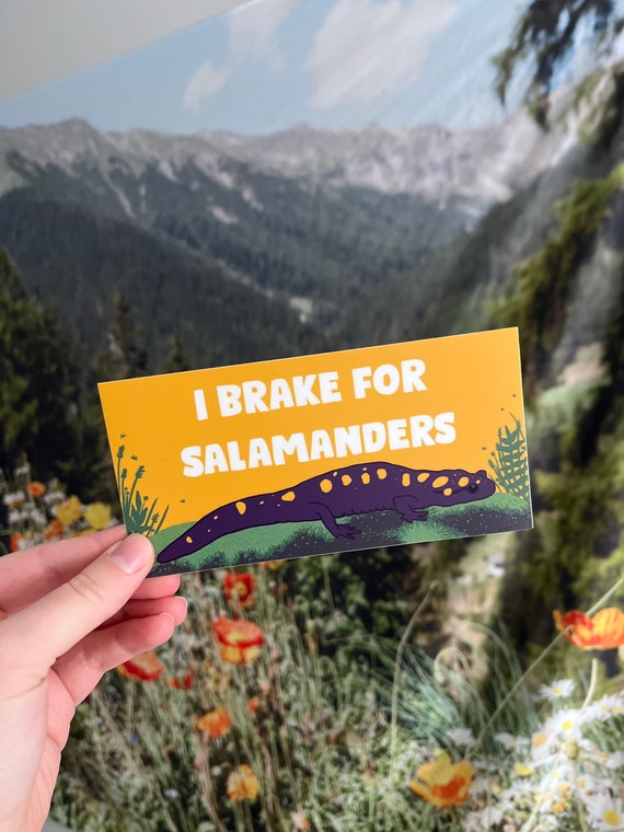 I Brake For Salamanders Bumper Sticker - Herpetology Gift