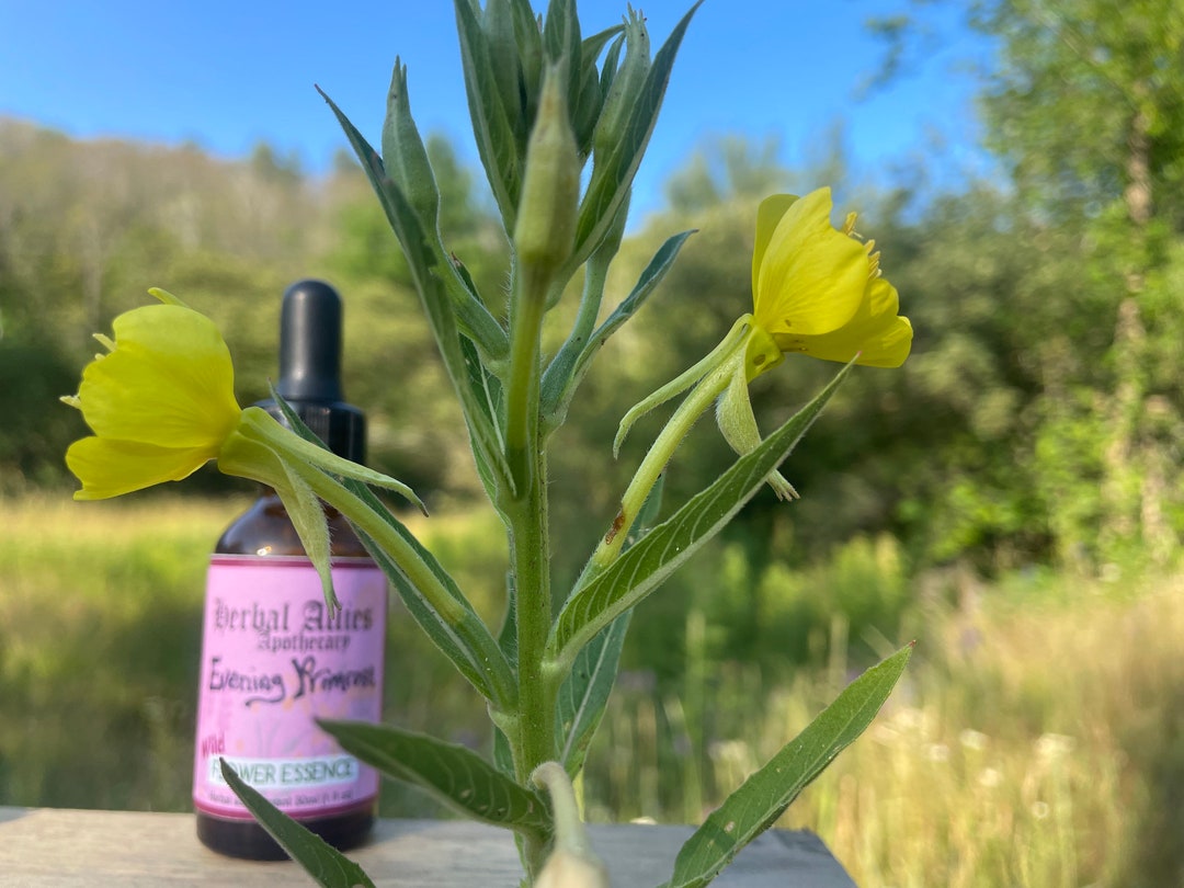 Evening Primrose Flower Essence Etsy