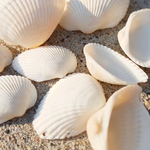 10 pcs Natural WHITE SCALLOP SHELLS, White Ark Clam Shell, Craft Supplies, Home Decors, Jewelry Making Supplies,  Beach Wedding Supplies