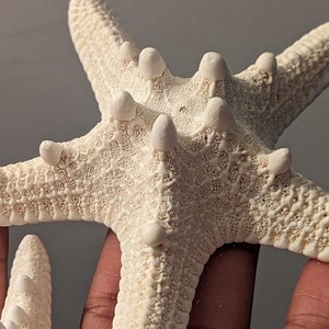 Natural Starfish - Sea Stars, Craft Supplies, Home Decors, DIY Wedding Supplies, Beach Wedding Favors - 1pc Individual