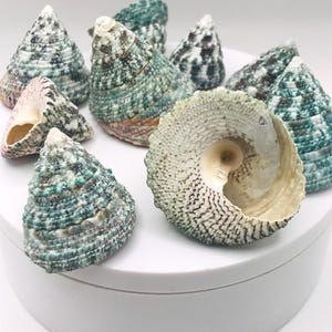 May include: A collection of cone-shaped seashells in shades of green, white, and brown. The shells have textured surfaces and varying patterns, with one shell open, revealing its interior. The shells are arranged on a white surface.